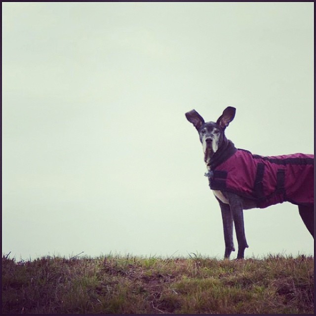 The #flyingnun returns! From 2 years ago today. #dog #greatdane